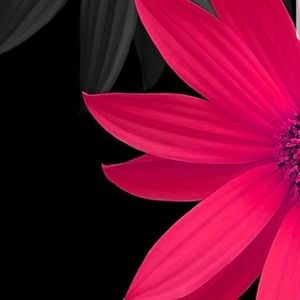 Meet your Posher, Tracey